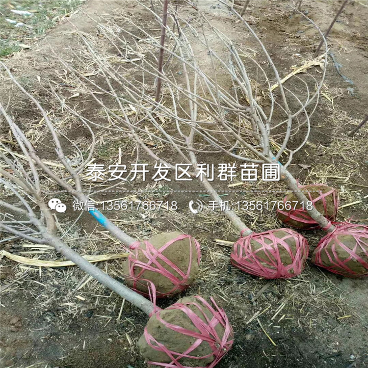 紫色波尔多无花果苗基地、紫色波尔多无花果苗批发价格