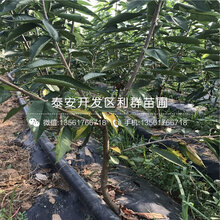 矮化朱砂红大樱桃树苗多少钱一棵、2019年矮化朱砂红大樱桃树苗价格是多少图片