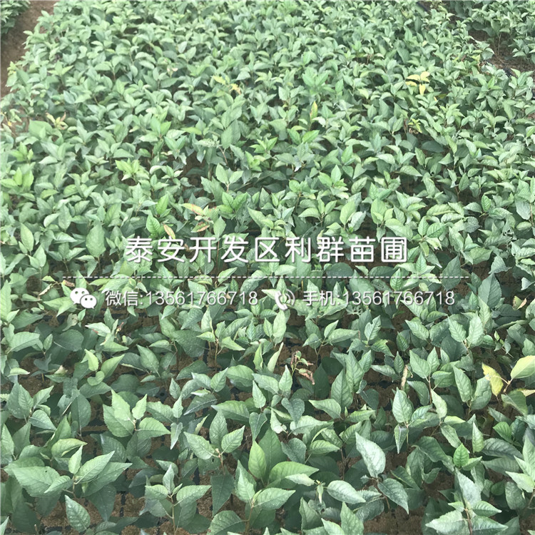 上海青皮无花果树苗价格、上海青皮无花果树苗批发基地