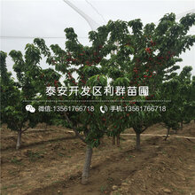 附近哪里有中国紫果无花果树苗出售图片