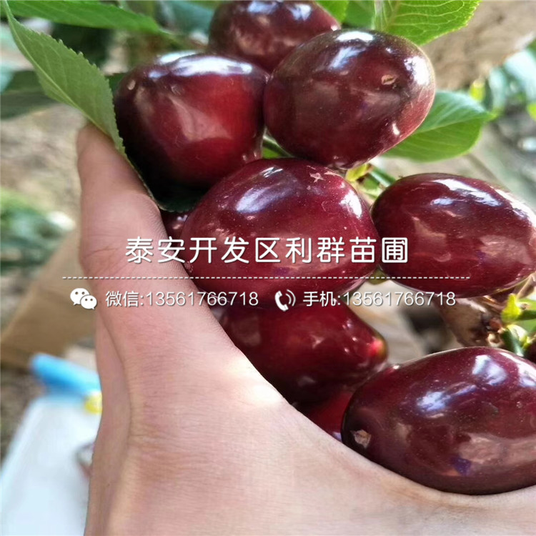 2019年出售花椒苗批发基地