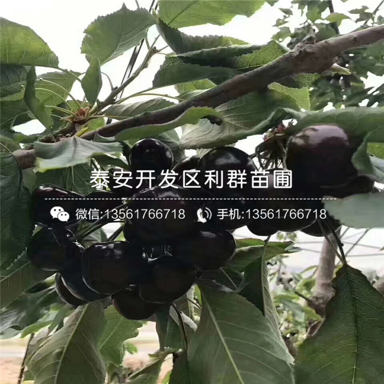 山东枳壳树树苗批发价格是多少