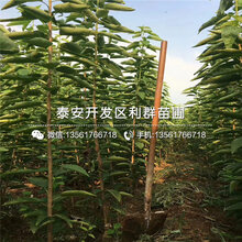 山东矮化嫁接大大樱桃树苗批发价格、山东矮化嫁接大大樱桃树苗批发基地图片