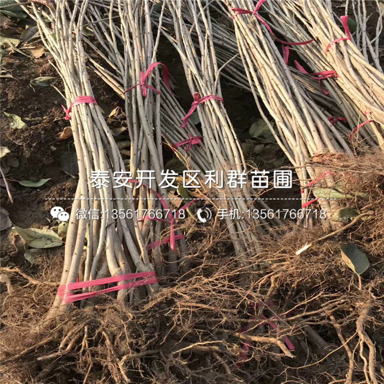 2019年板栗苗報價、2019年2019年板栗苗多少錢一棵