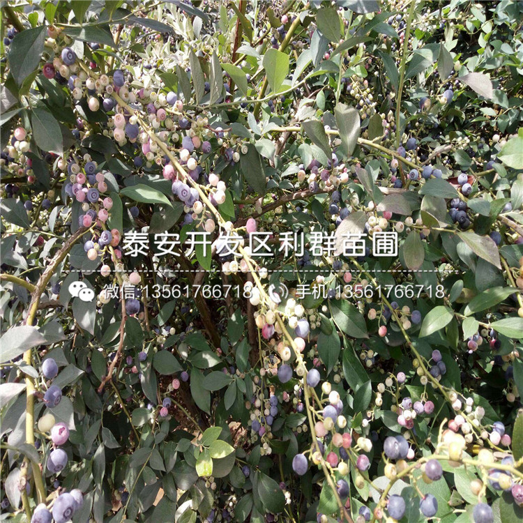 亚当无花果树苗批发价格、亚当无花果树苗一棵多少钱