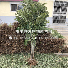 山东红玛瑙大樱桃树苗新品种图片