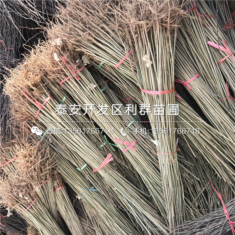 翠冠梨树苗、翠冠梨树苗出售