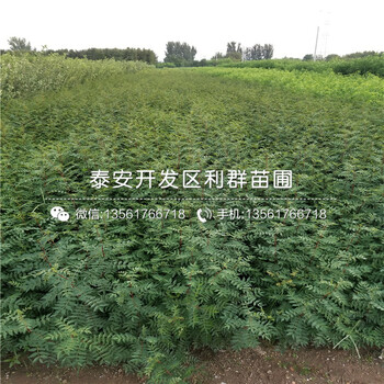 烟富三号苹果树苗