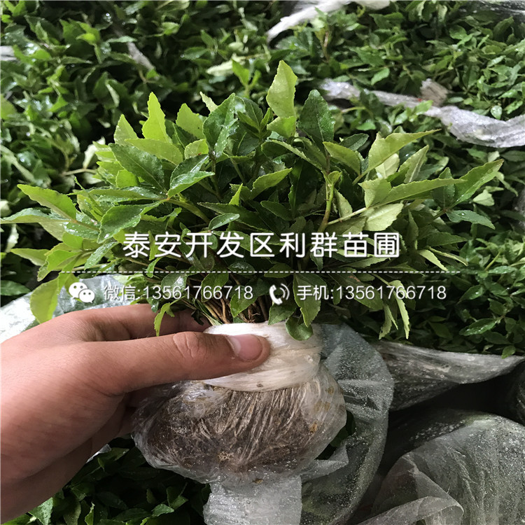 山东维纳斯黄金苹果树苗批发基地