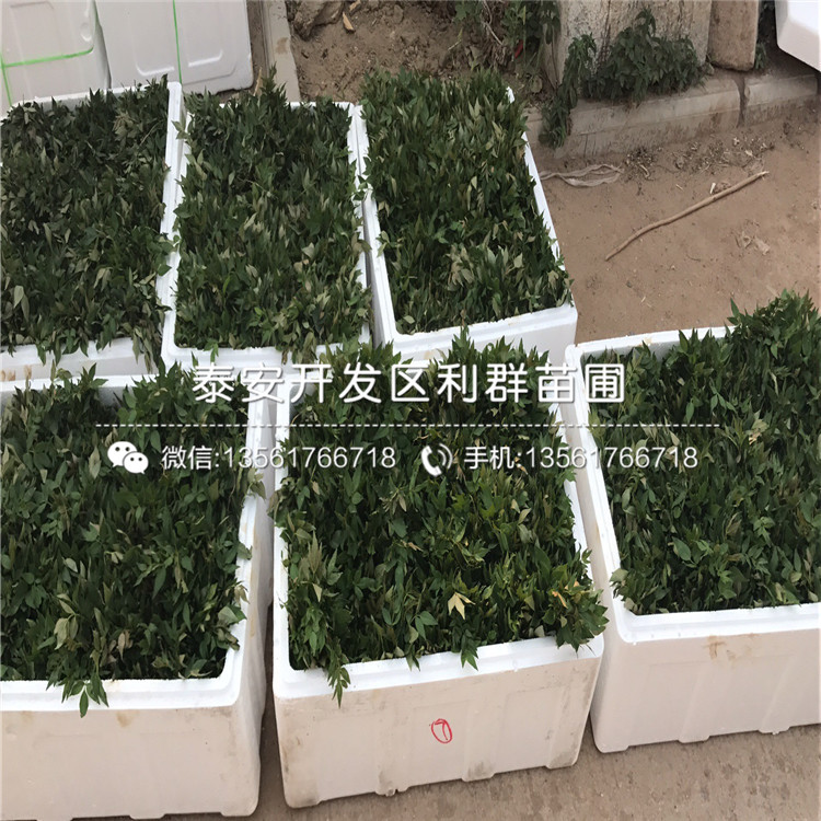 荷兰香蜜杏树苗批发价格