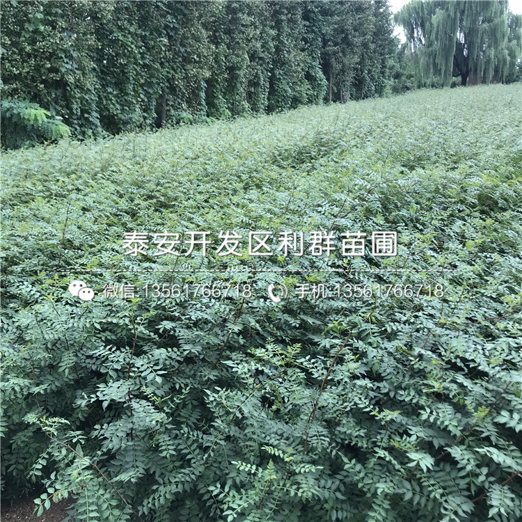 2019年出售花椒苗批发基地