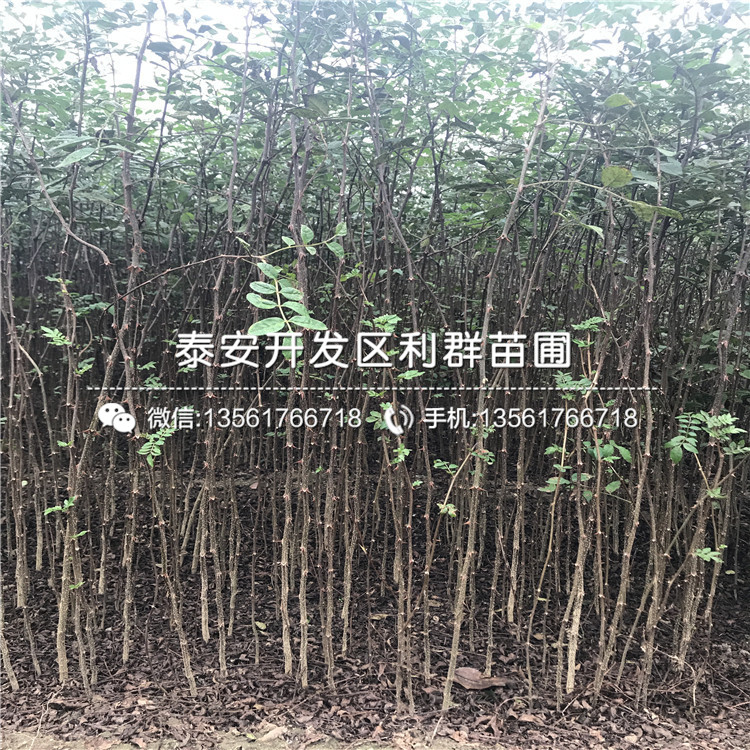 烟富三号苹果树苗