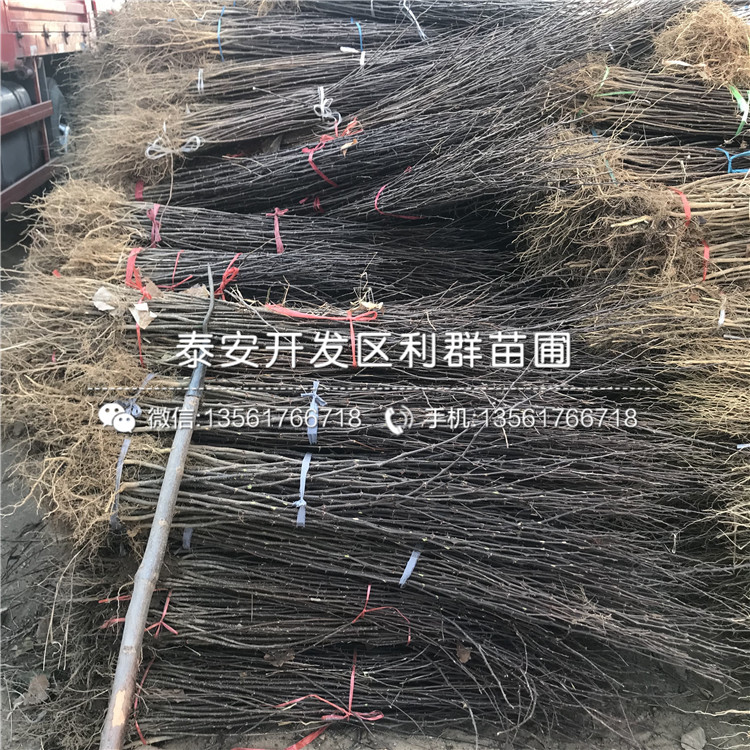 上海青皮无花果树苗价格、上海青皮无花果树苗批发基地