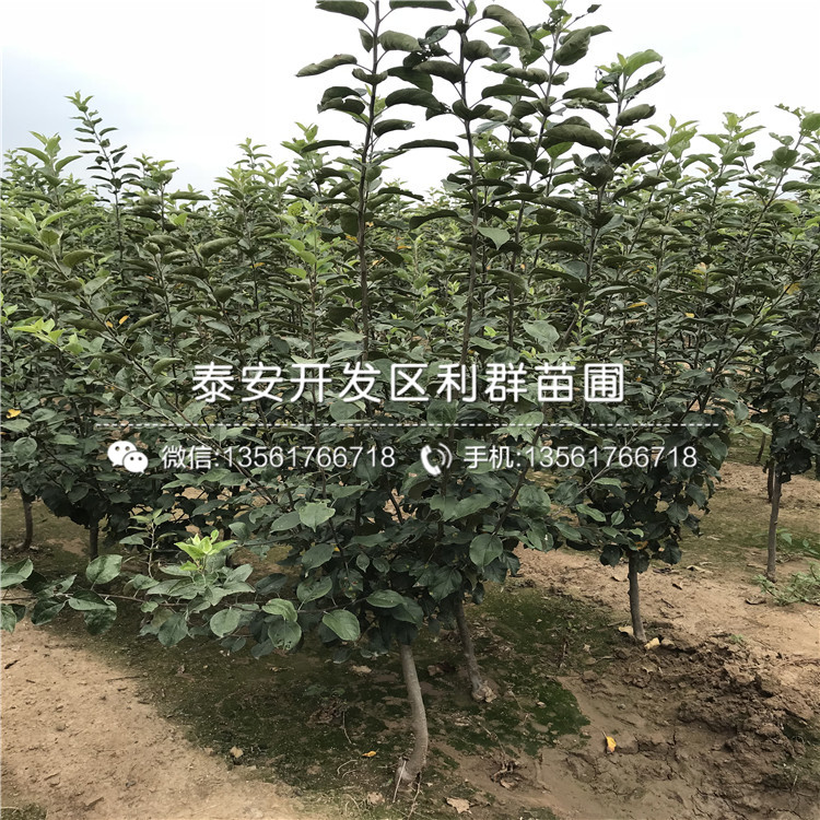 2019年板栗苗報價、2019年2019年板栗苗多少錢一棵