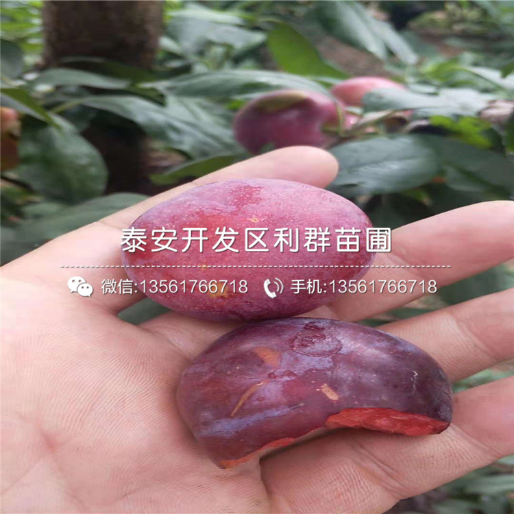 山东维纳斯黄金苹果树苗批发基地