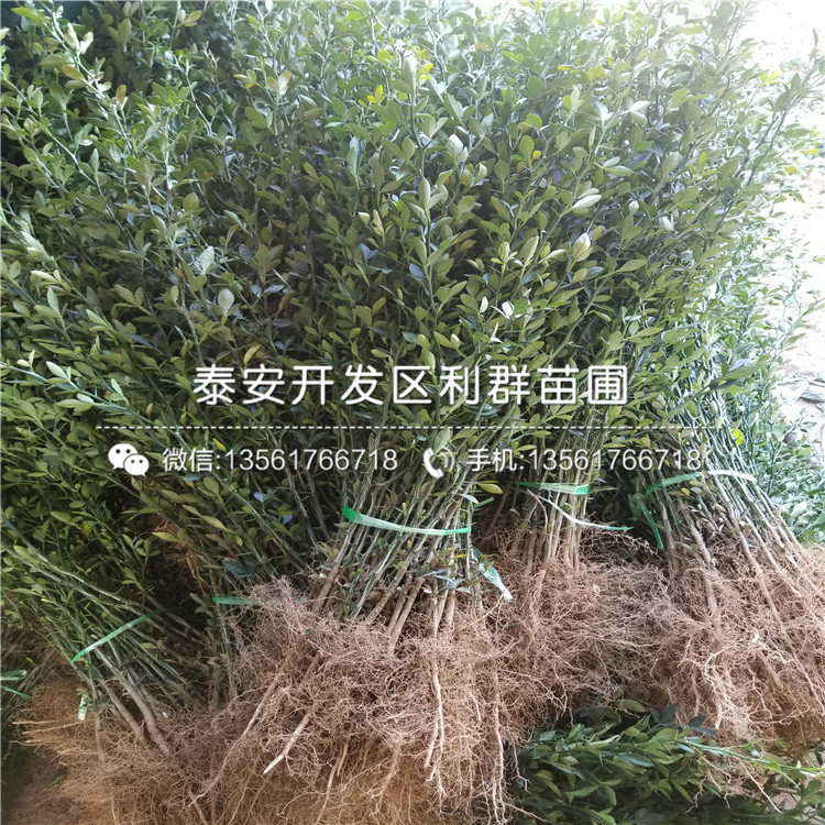 信浓金苹果树苗示范基地