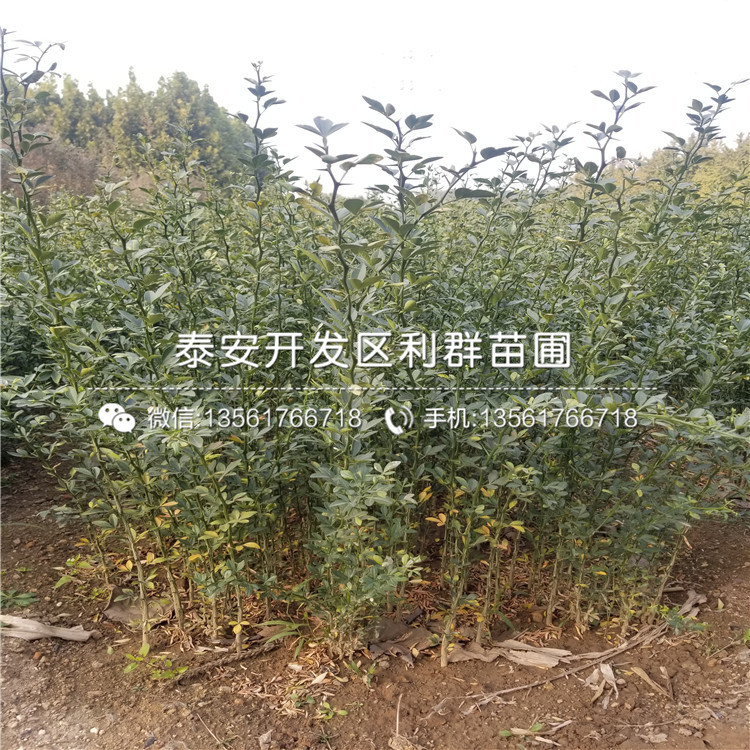 荷兰香蜜杏树苗批发价格