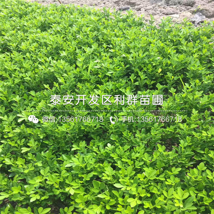 山东华硕苹果树苗基地