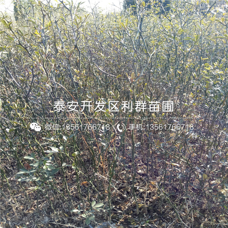 紫色波尔多无花果苗基地、紫色波尔多无花果苗批发价格