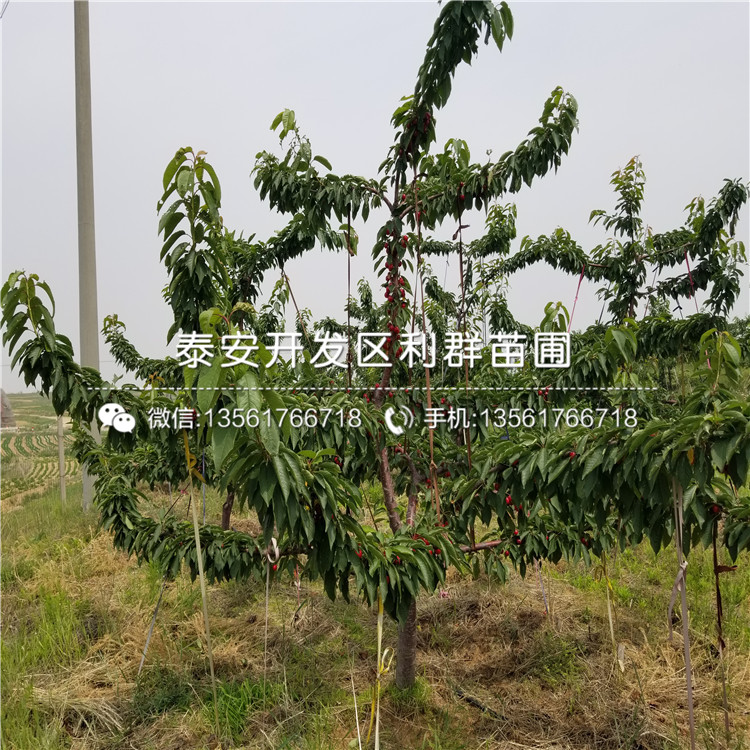 新品種矮化櫻桃樹樹苗、新品種矮化櫻桃樹樹苗價(jià)格