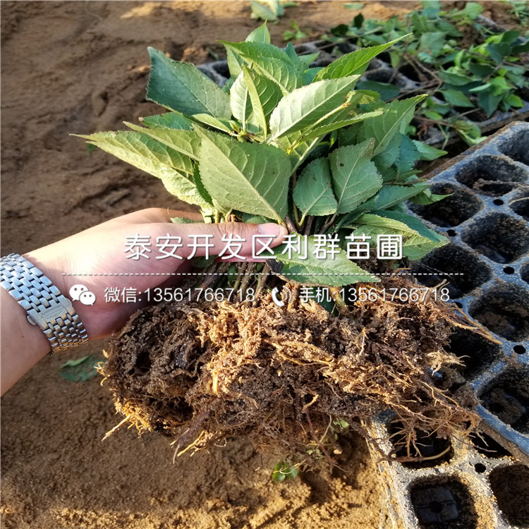山東大櫻桃樹樹苗、山東大櫻桃樹樹苗價(jià)格多少