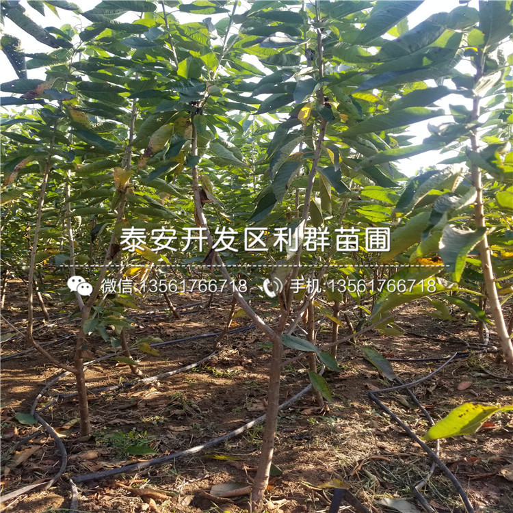 新品種矮化櫻桃樹樹苗、新品種矮化櫻桃樹樹苗價(jià)格