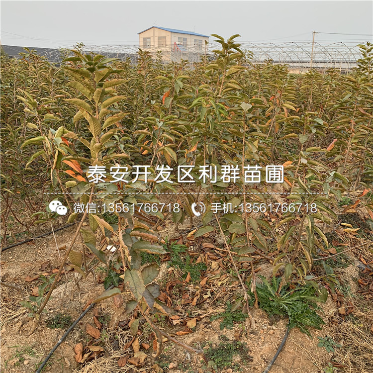 山東大櫻桃樹樹苗、山東大櫻桃樹樹苗價(jià)格多少