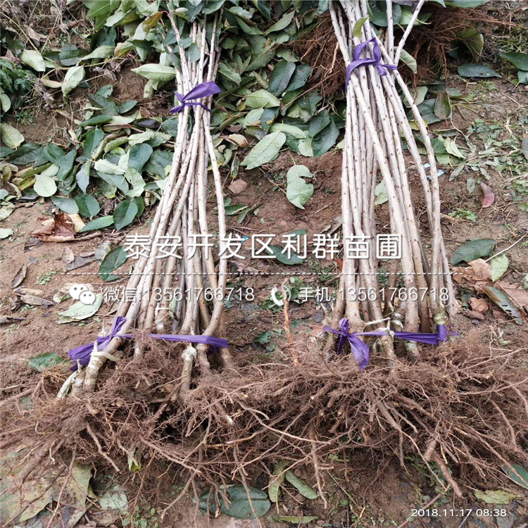 2019年大櫻桃樹樹苗多少錢一棵