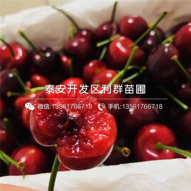 櫻桃樹樹苗報(bào)價(jià)、櫻桃樹樹苗多少錢一棵