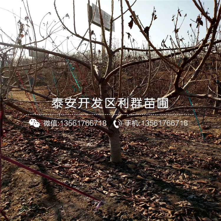 山東大櫻桃樹樹苗、山東大櫻桃樹樹苗價(jià)格多少