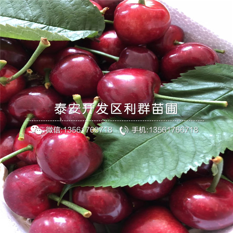 山東大櫻桃樹樹苗、山東大櫻桃樹樹苗價(jià)格多少