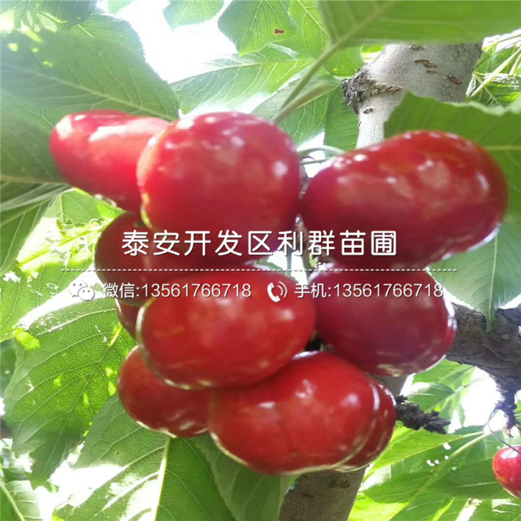 新品種矮化櫻桃樹樹苗、新品種矮化櫻桃樹樹苗價(jià)格