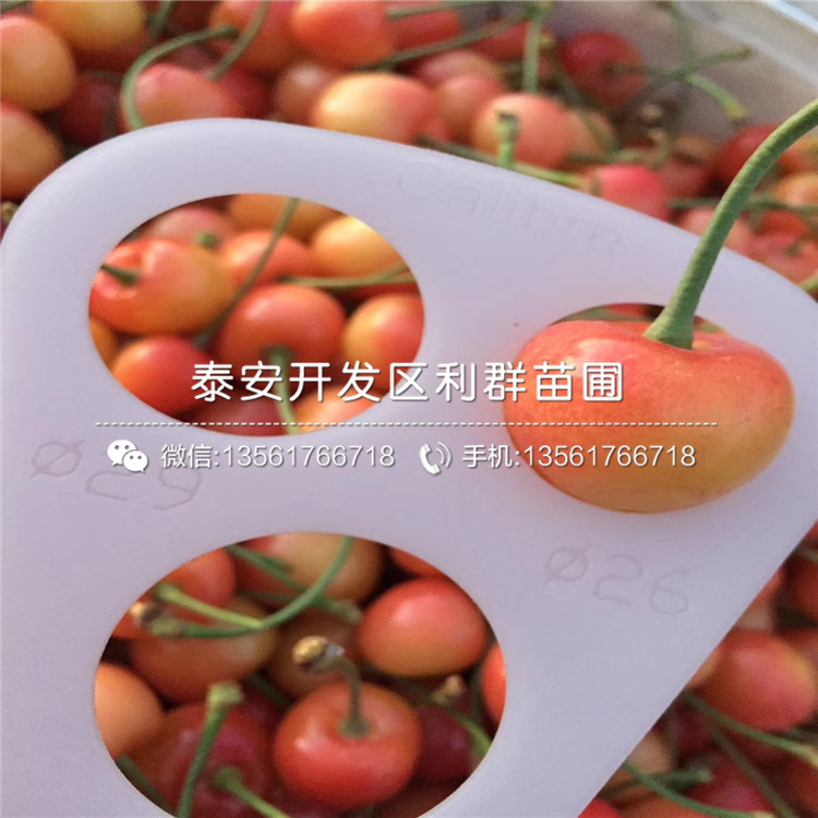 山東大櫻桃樹樹苗、山東大櫻桃樹樹苗價(jià)格多少