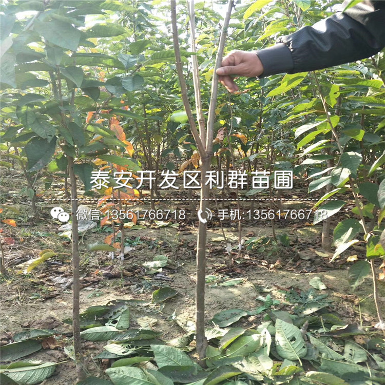 新品種矮化櫻桃樹樹苗、新品種矮化櫻桃樹樹苗價(jià)格