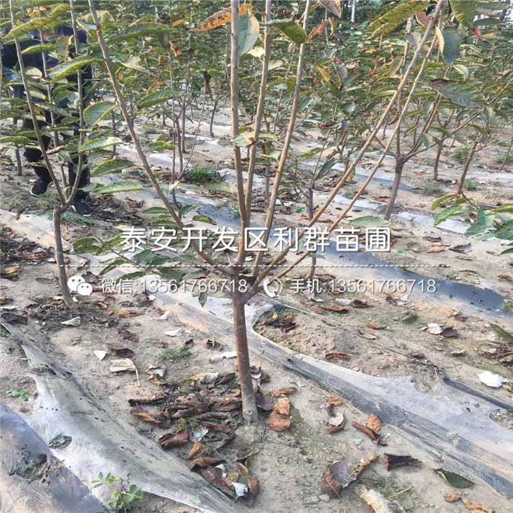 山東大櫻桃樹樹苗、山東大櫻桃樹樹苗價(jià)格多少