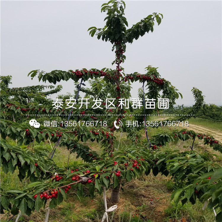 合肥山东矮化黑兰特大樱桃树苗品种