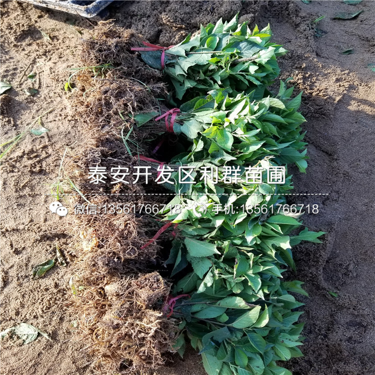 2019年矮化櫻桃樹樹苗、矮化櫻桃樹樹苗新品種
