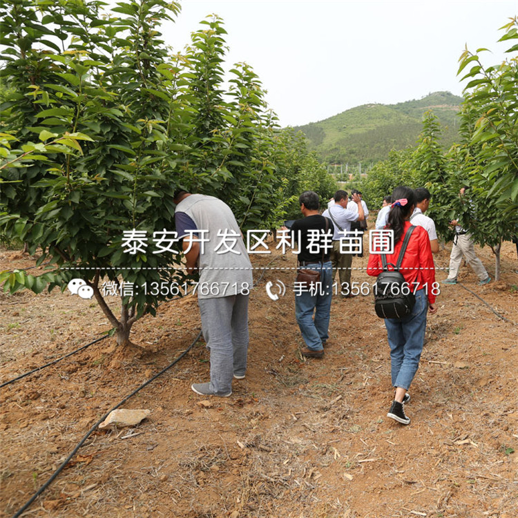 山東矮化3公分大櫻桃苗出售、山東矮化3公分大櫻桃苗基地