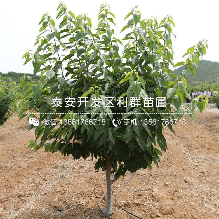 矮化櫻桃樹樹苗、矮化櫻桃樹樹苗市場價格
