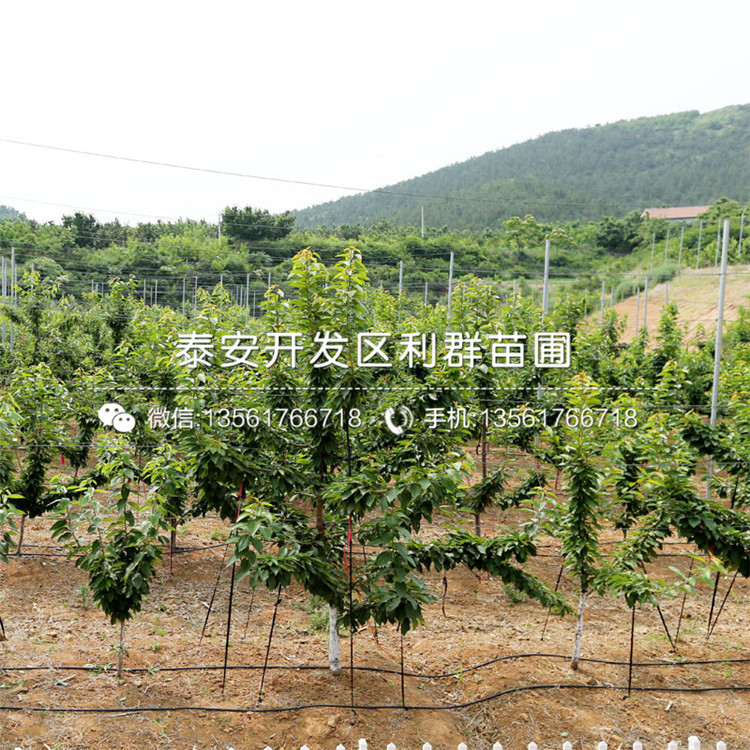 山東矮化3公分大櫻桃苗出售、山東矮化3公分大櫻桃苗基地