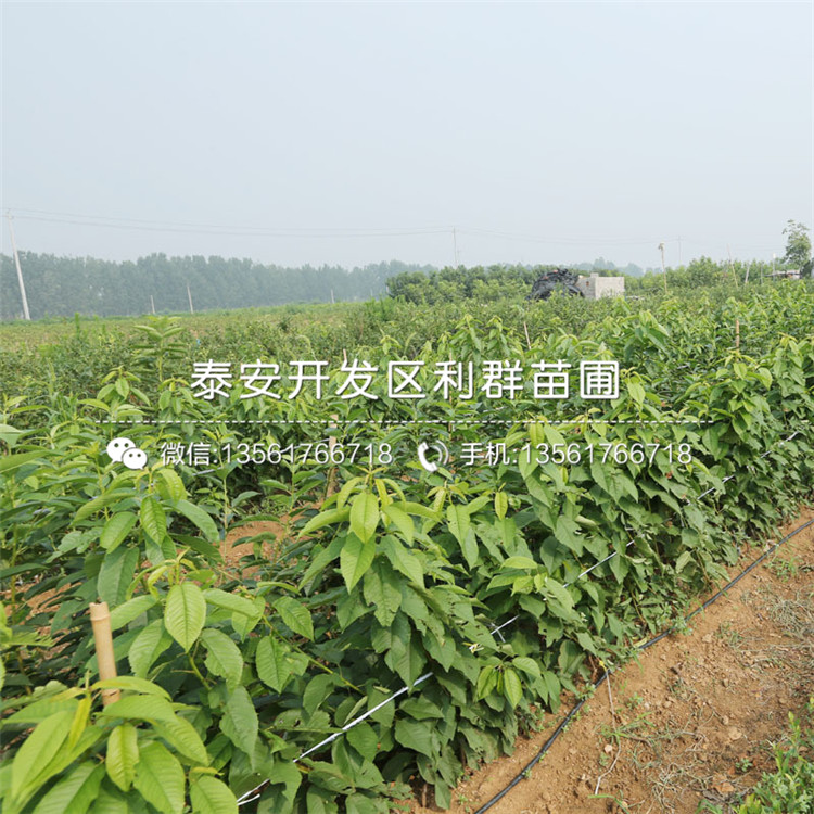 3公分矮化大櫻桃樹樹苗、3公分矮化大櫻桃樹樹苗多少錢一棵