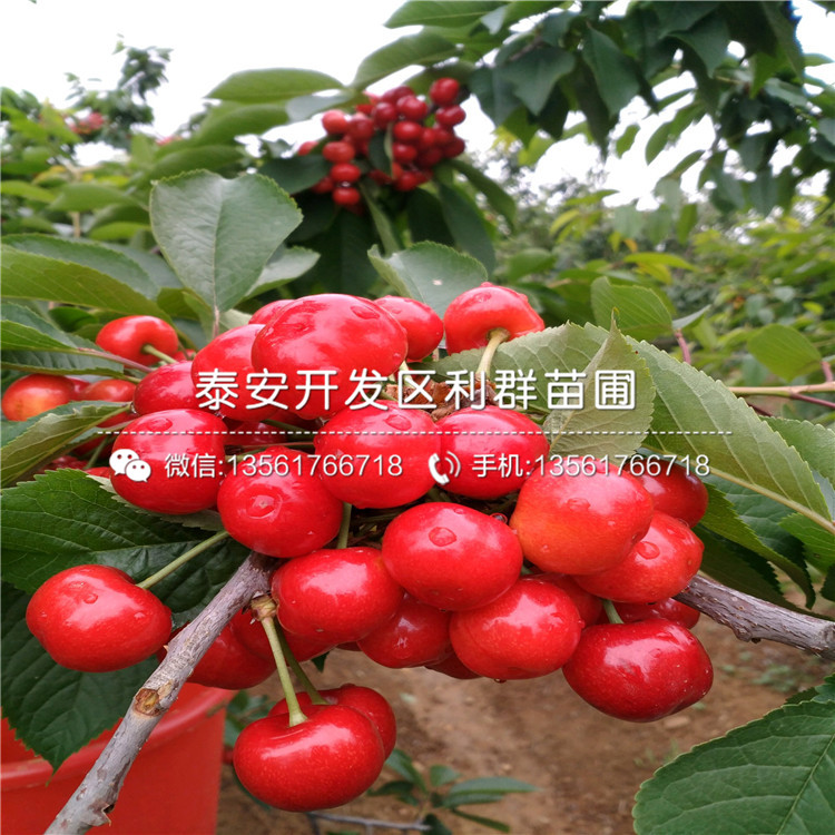 2公分矮化紅妃大櫻桃樹苗、2公分矮化紅妃大櫻桃樹苗多少錢一棵