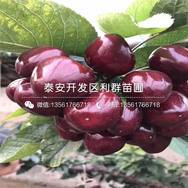 2019年矮化櫻桃樹樹苗價格