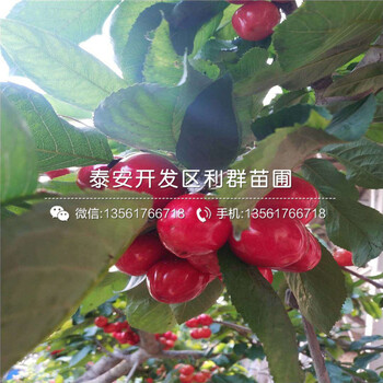 山東矮化櫻桃樹樹苗批發(fā)、山東矮化櫻桃樹樹苗基地
