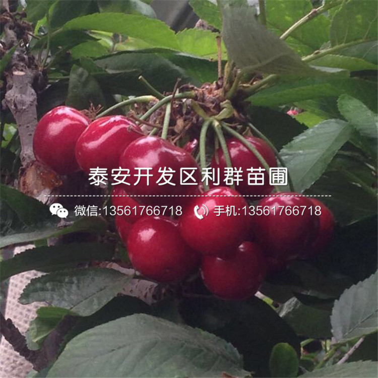 山東矮化大櫻桃樹樹苗價(jià)格、山東矮化大櫻桃樹樹苗出售