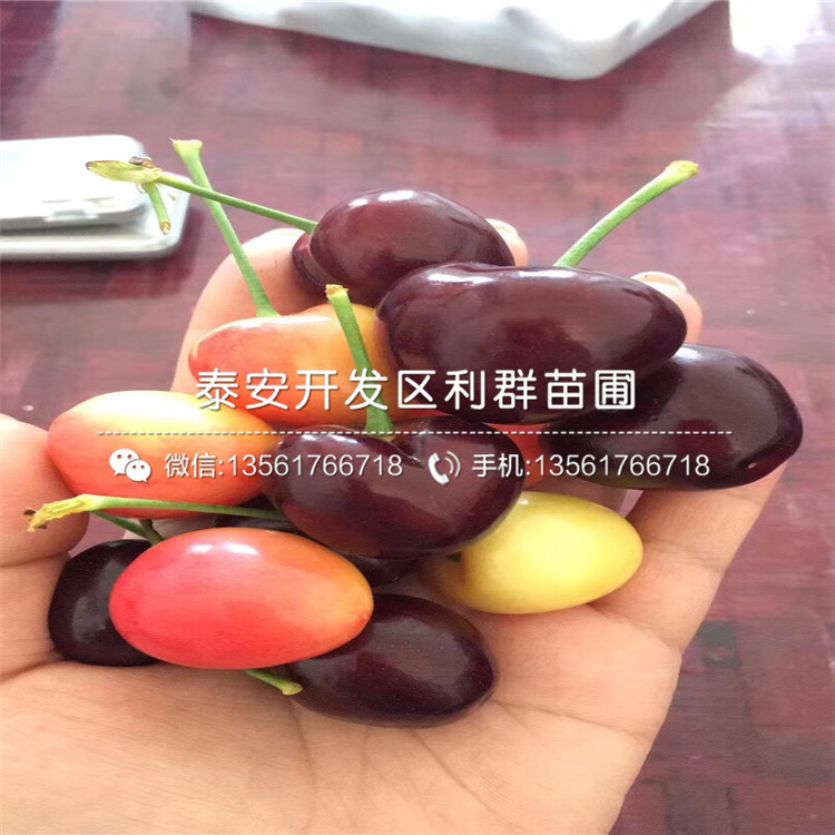 2019年吉塞拉6號大櫻桃樹苗多少錢一棵