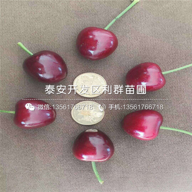 2019年吉塞拉6號大櫻桃樹苗多少錢一棵