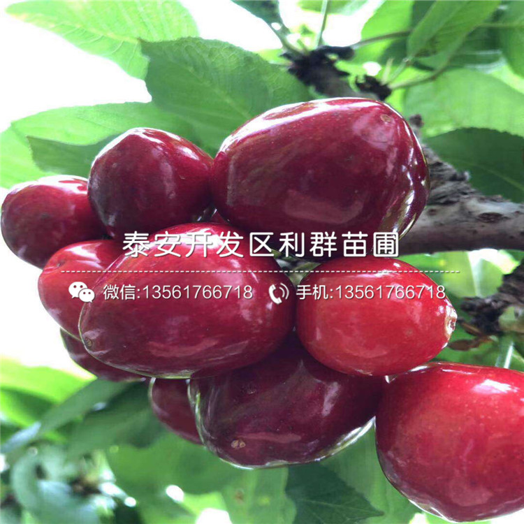 2019年矮化櫻桃樹樹苗價格