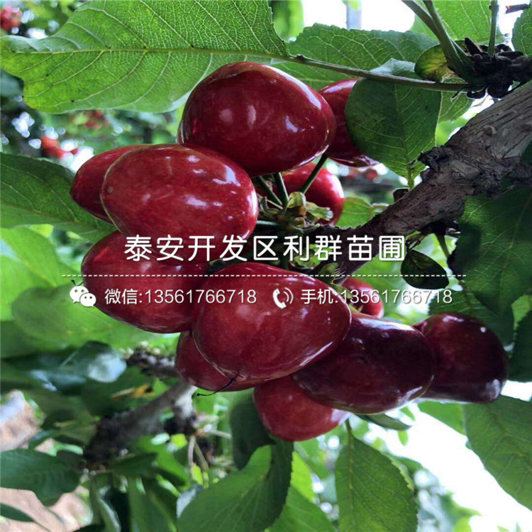沧州山东占地大樱桃苗,山东占地.