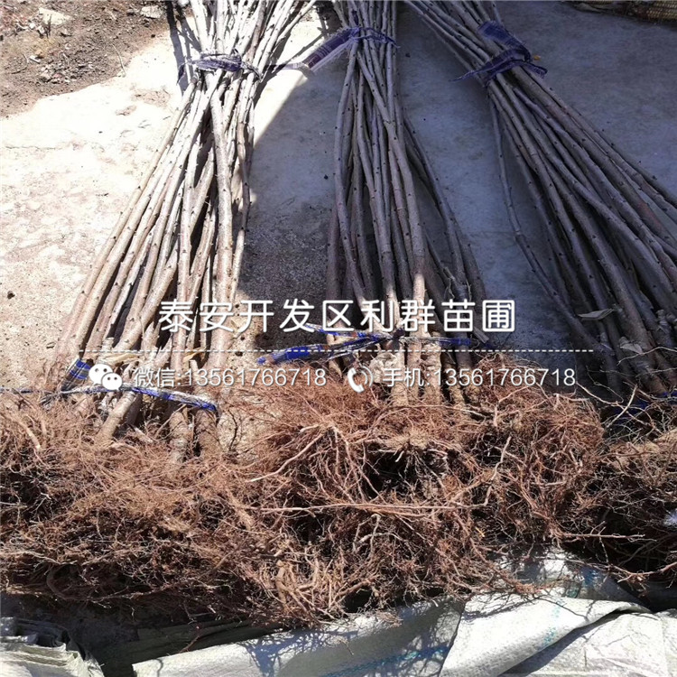矮化櫻桃樹樹苗價格低